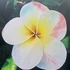 Kép 1/3 - Plumeria rubra ’Probabile J4’