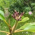 Kép 2/3 - Plumeria rubra ’Probabile J4’