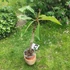 Kép 3/3 - Plumeria rubra ’Probabile J4’