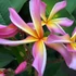 Kép 1/2 - Plumeria rubra ’Rainbow Starbust’