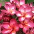 Kép 1/3 - Plumeria rubra ’Red Manic’