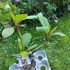 Kép 2/3 - Plumeria rubra ’Red Manic’