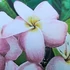 Kép 1/2 - Plumeria rubra ’Roma’