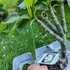 Kép 2/2 - Plumeria rubra ’Roma’