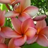 Kép 1/3 - Plumeria rubra ’Royal Silk’