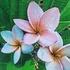 Kép 2/3 - Plumeria rubra ’Royal Silk’