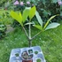 Kép 3/3 - Plumeria rubra ’Royal Silk’