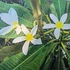 Kép 1/2 - Plumeria rubra ’Saeng Dao’