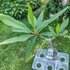 Kép 2/2 - Plumeria rubra ’Saeng Dao’