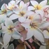 Kép 1/2 - Plumeria rubra ’Sally Moragne’