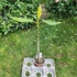 Kép 2/2 - Plumeria rubra ’Sally Moragne’
