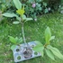 Kép 2/2 - Plumeria rubra ’Sang warn Ruby’