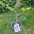 Kép 2/2 - Plumeria rubra ’Serenity Royal’