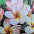 Kép 1/2 - Plumeria rubra ’Soi Phet’