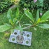 Kép 2/2 - Plumeria rubra ’Soi Phet’