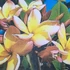 Kép 2/3 - Plumeria rubra ’Som Choroton’