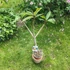 Kép 3/3 - Plumeria rubra ’Som Choroton’
