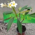 Kép 2/3 - Plumeria rubra 'Star white'