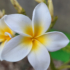 Kép 3/3 - Plumeria rubra 'Star white'