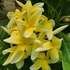 Kép 1/2 - Plumeria rubra ’Thai Aztek Gold’