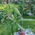 Kép 2/2 - Plumeria rubra ’Thai Aztek Gold’