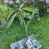 Kép 2/2 - Plumeria rubra ’Thai Mattalica’