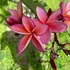 Kép 1/2 - Plumeria rubra ’Thai silk’