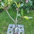 Kép 2/2 - Plumeria rubra ’Thai silk’