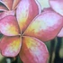 Kép 2/3 - Plumeria rubra ’Thai Splash’