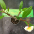 Kép 2/2 - Plumeria rubra 'Thumbalina'