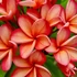 Kép 1/3 - Plumeria rubra ’Tong Tawee Chocke’