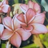 Kép 2/3 - Plumeria rubra ’Tong Tawee Chocke’