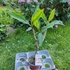Kép 3/3 - Plumeria rubra ’Tong Tawee Chocke’