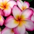 Kép 1/2 - Plumeria rubra ’Typhoon’