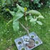 Kép 2/2 - Plumeria rubra ’Typhoon’