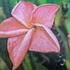 Kép 1/2 - Plumeria rubra ’Valentine’