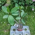 Kép 2/2 - Plumeria rubra ’Valentine’