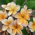 Kép 1/5 - Plumeria rubra 'Violet brown'
