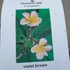 Kép 2/5 - Plumeria rubra 'Violet brown'