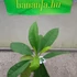 Kép 5/5 - Plumeria rubra 'Violet brown'