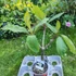 Kép 2/2 - Plumeria rubra ’Y-02’