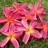 Kép 1/3 - Plumeria rubra ’Yala’