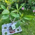 Kép 2/3 - Plumeria rubra ’Yala’