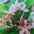 Kép 3/3 - Plumeria rubra ’Yala’
