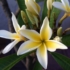 Kép 1/3 - Plumeria rubra 'Star white'