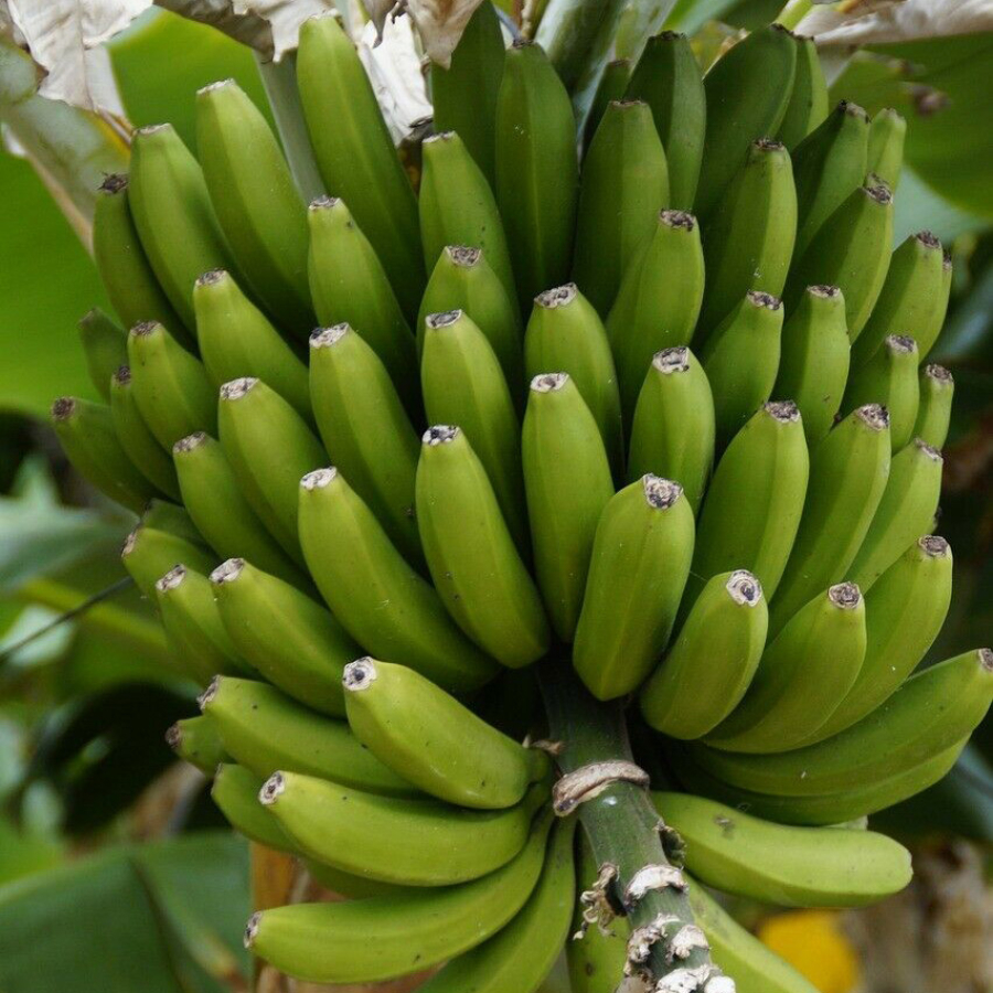 Fagytűrő termő banán (Musa Dajiao)