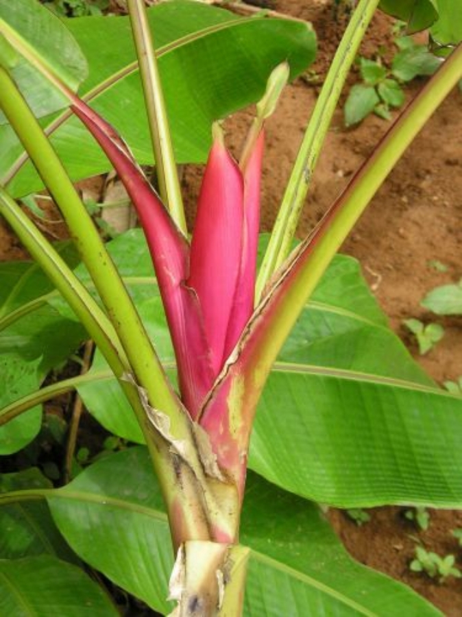 Tianzi banán (Musa rubinea)