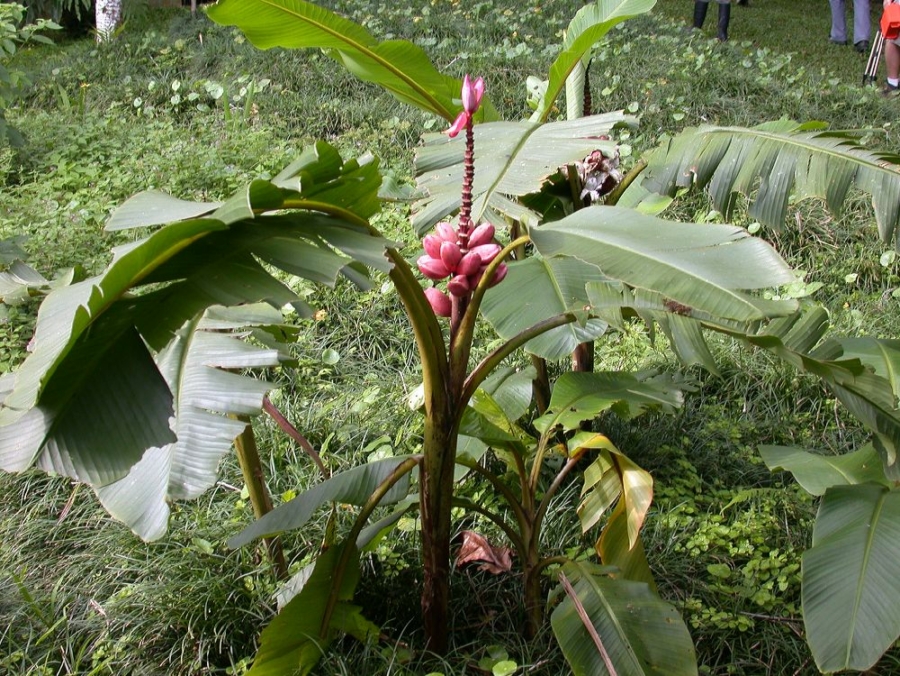 Pink törpebanán (Musa velutina)