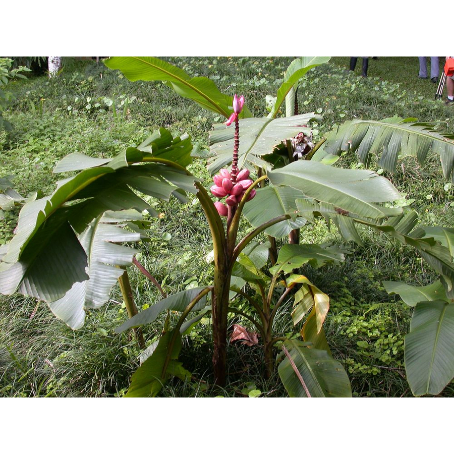 Pink törpebanán (Musa velutina)