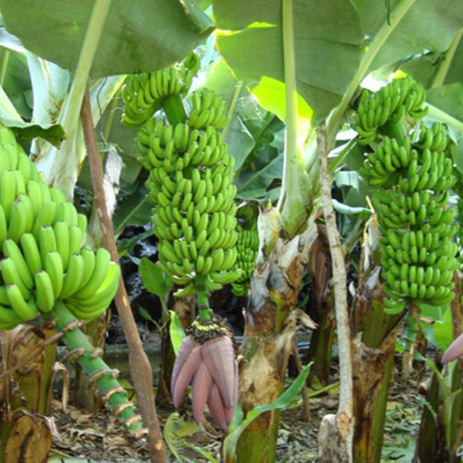 Palmera termő banán (Musa ’Gruesa palmera’)